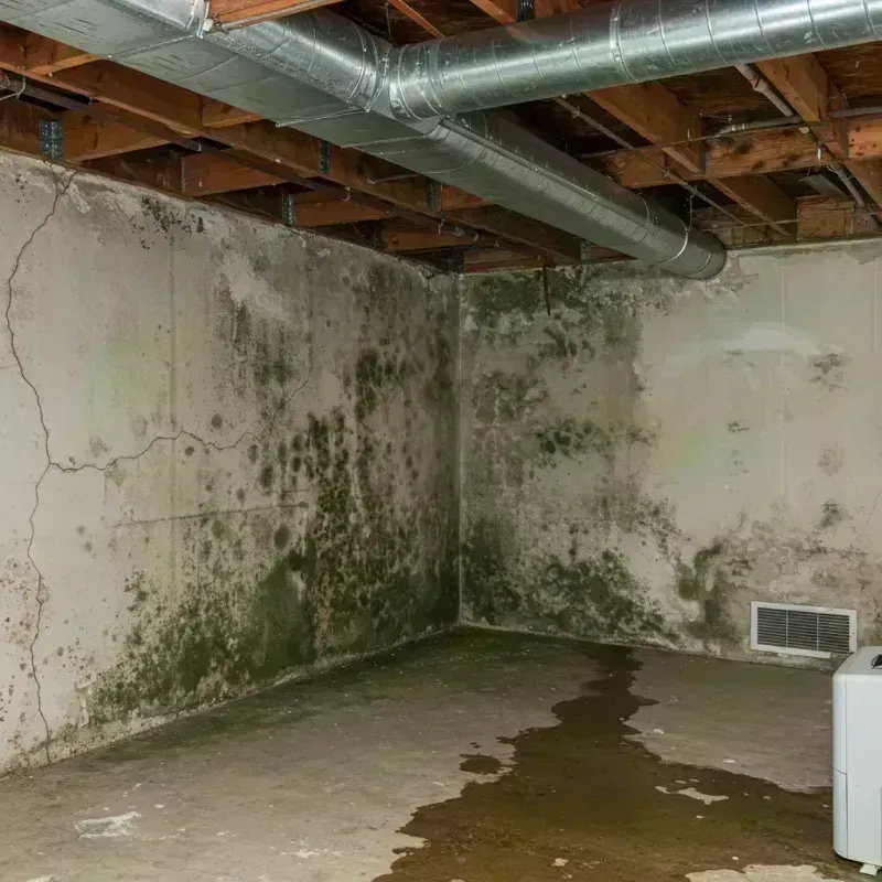 Professional Mold Removal in Holly Hills, CO